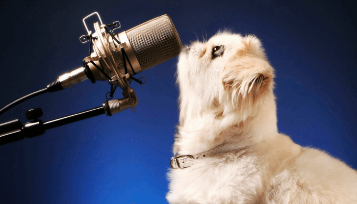 A cat standing at a microphone.