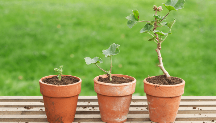 Three potted plants in different growing stages